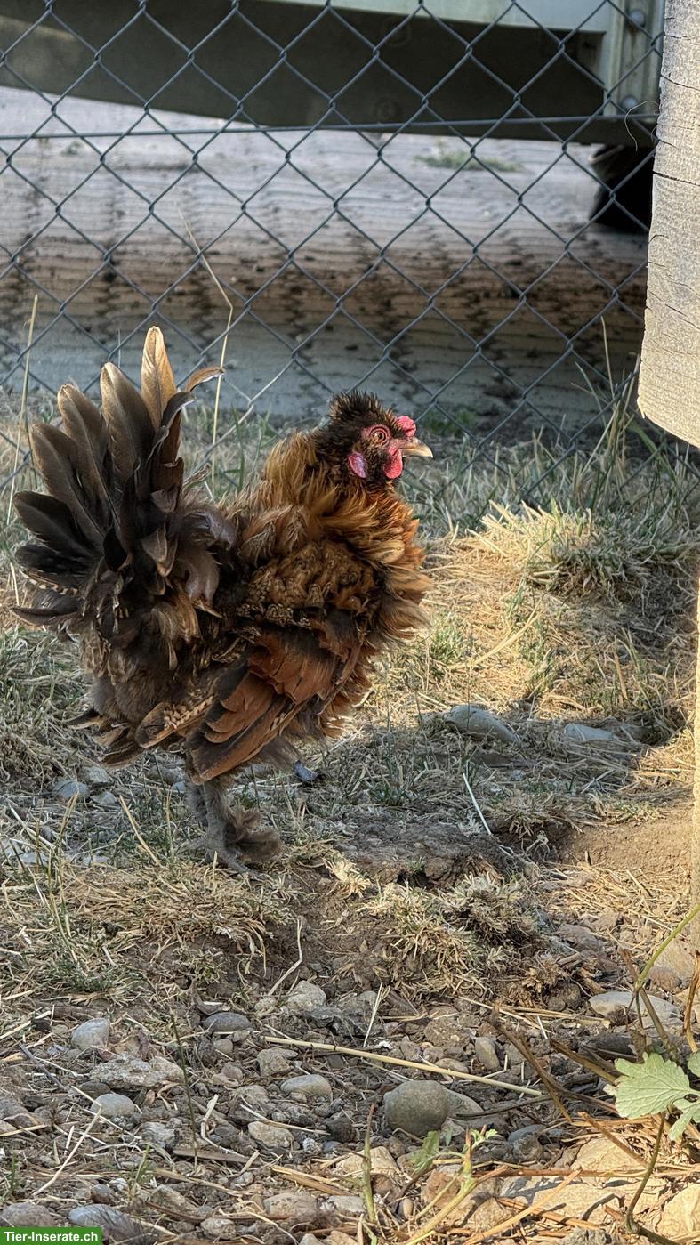 Bild 3: Junger Seidenhuhn Strupphahn
