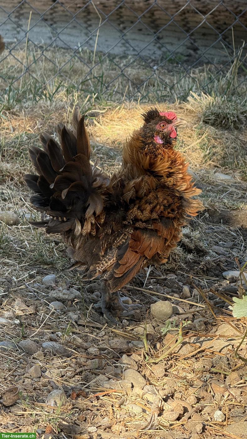 Bild 4: Junger Seidenhuhn Strupphahn