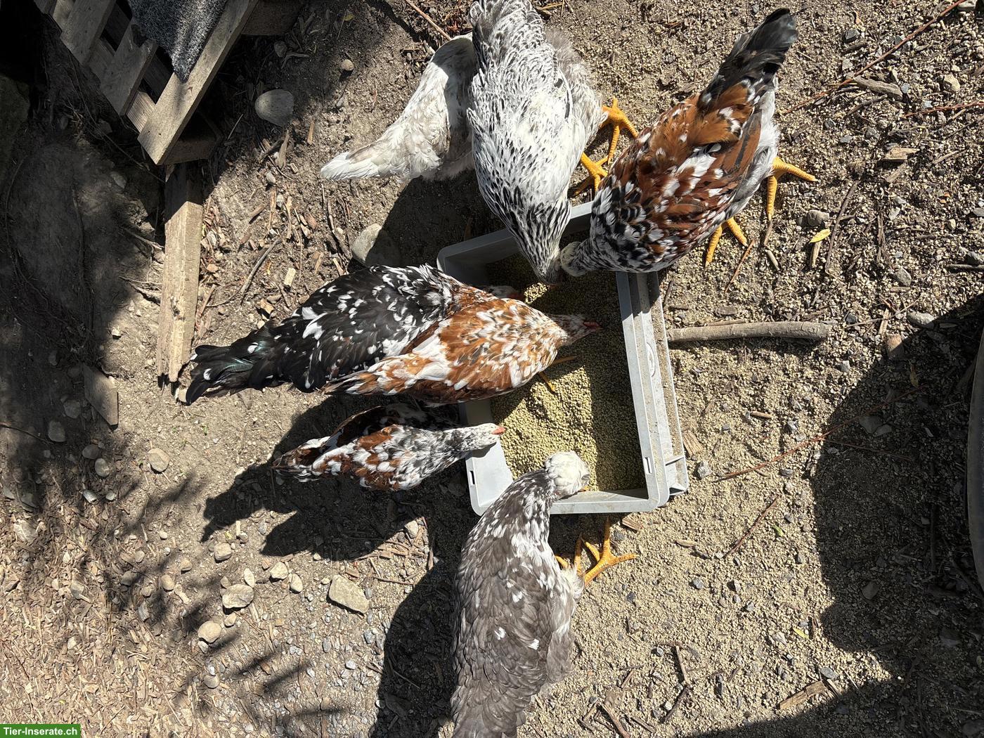 Schwedisches Blumenhuhn Junghähne