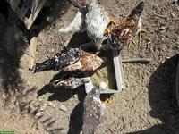 Schwedisches Blumenhuhn Junghähne