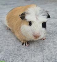 Süsses Crested Meerschweinchen Weibchen