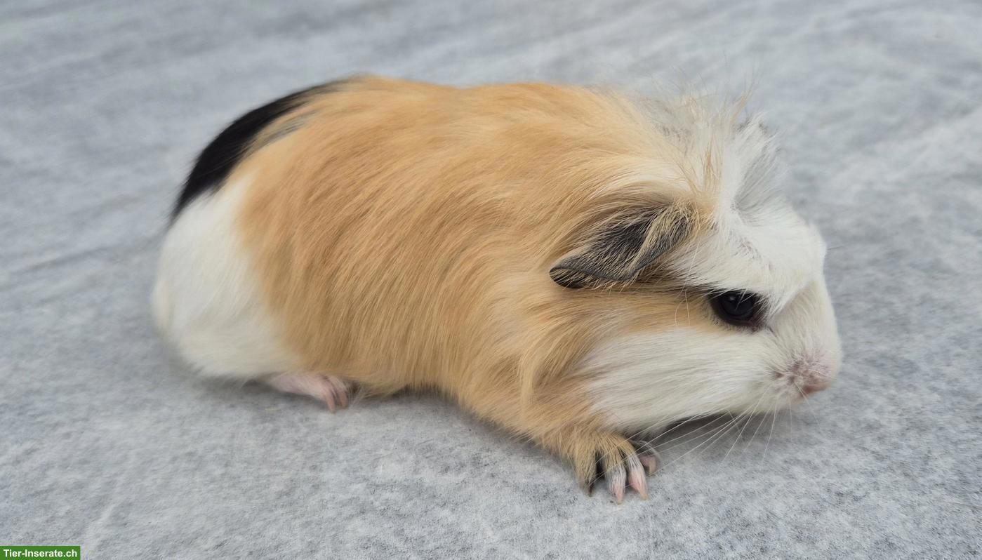 Bild 2: Süsses Crested Meerschweinchen Weibchen