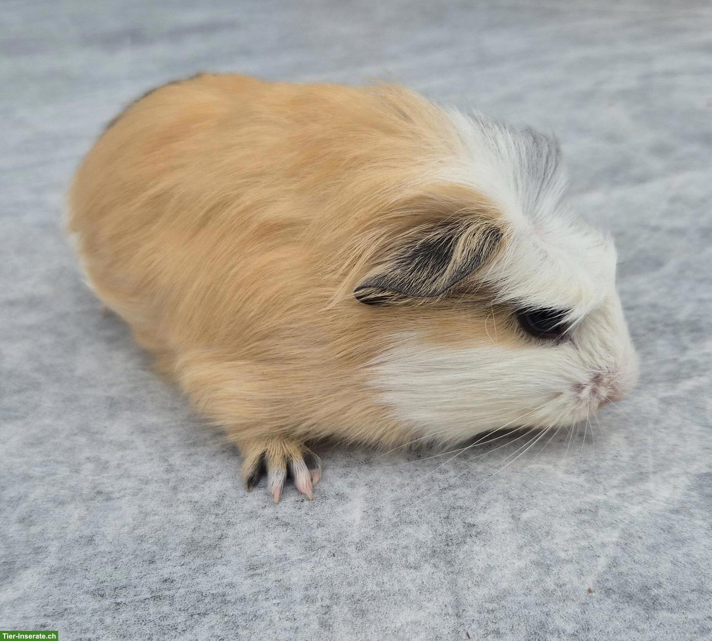 Bild 3: Süsses Crested Meerschweinchen Weibchen