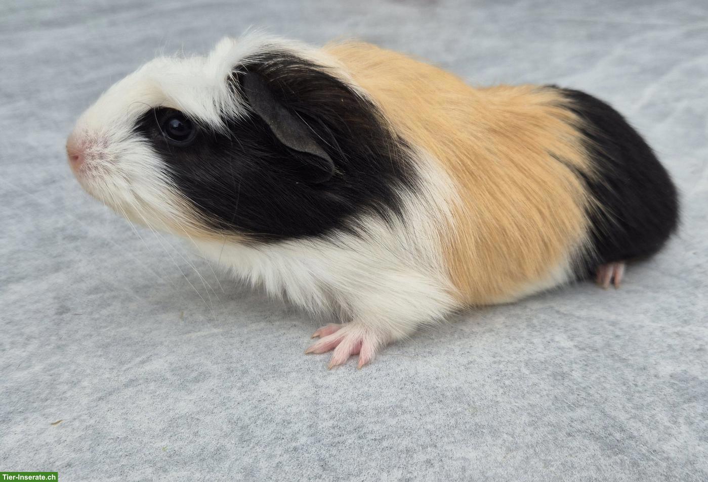 Bild 4: Süsses Crested Meerschweinchen Weibchen
