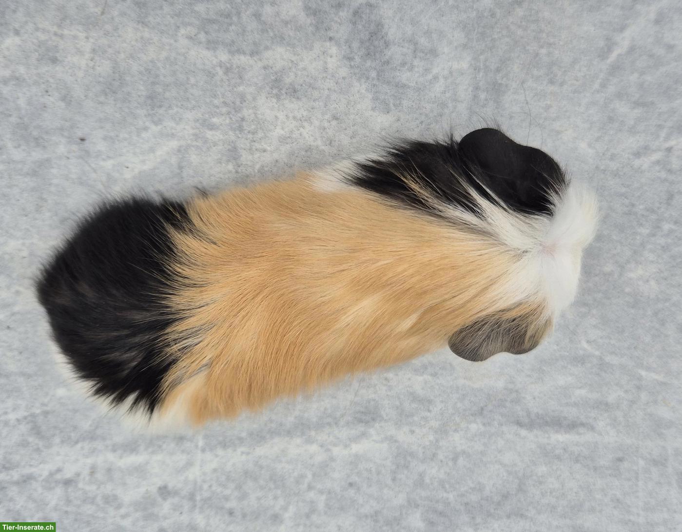 Bild 5: Süsses Crested Meerschweinchen Weibchen