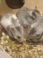 Goldhamster Weibchen sucht artgerechtes Zuhause