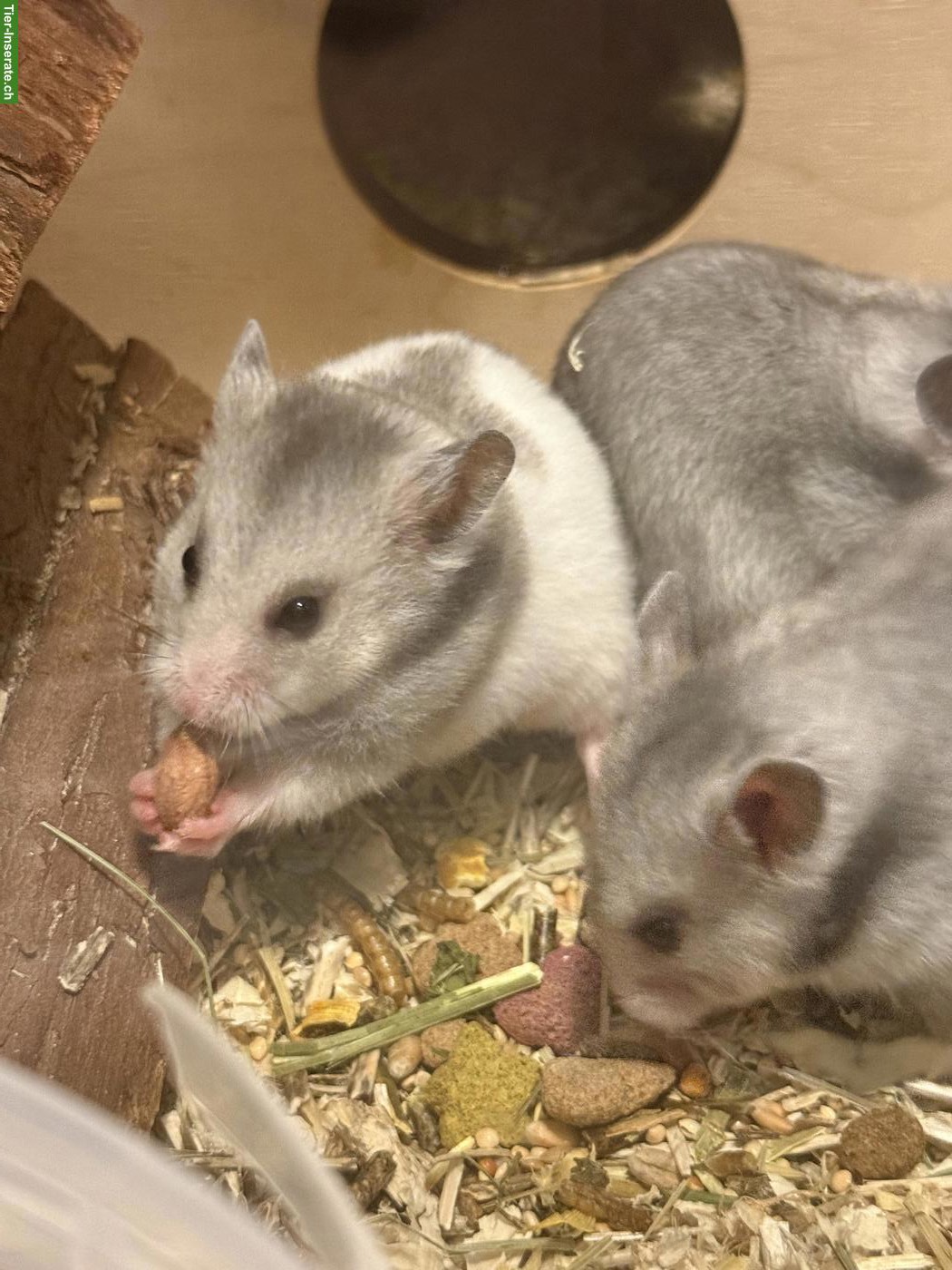 Bild 2: Goldhamster Weibchen sucht artgerechtes Zuhause