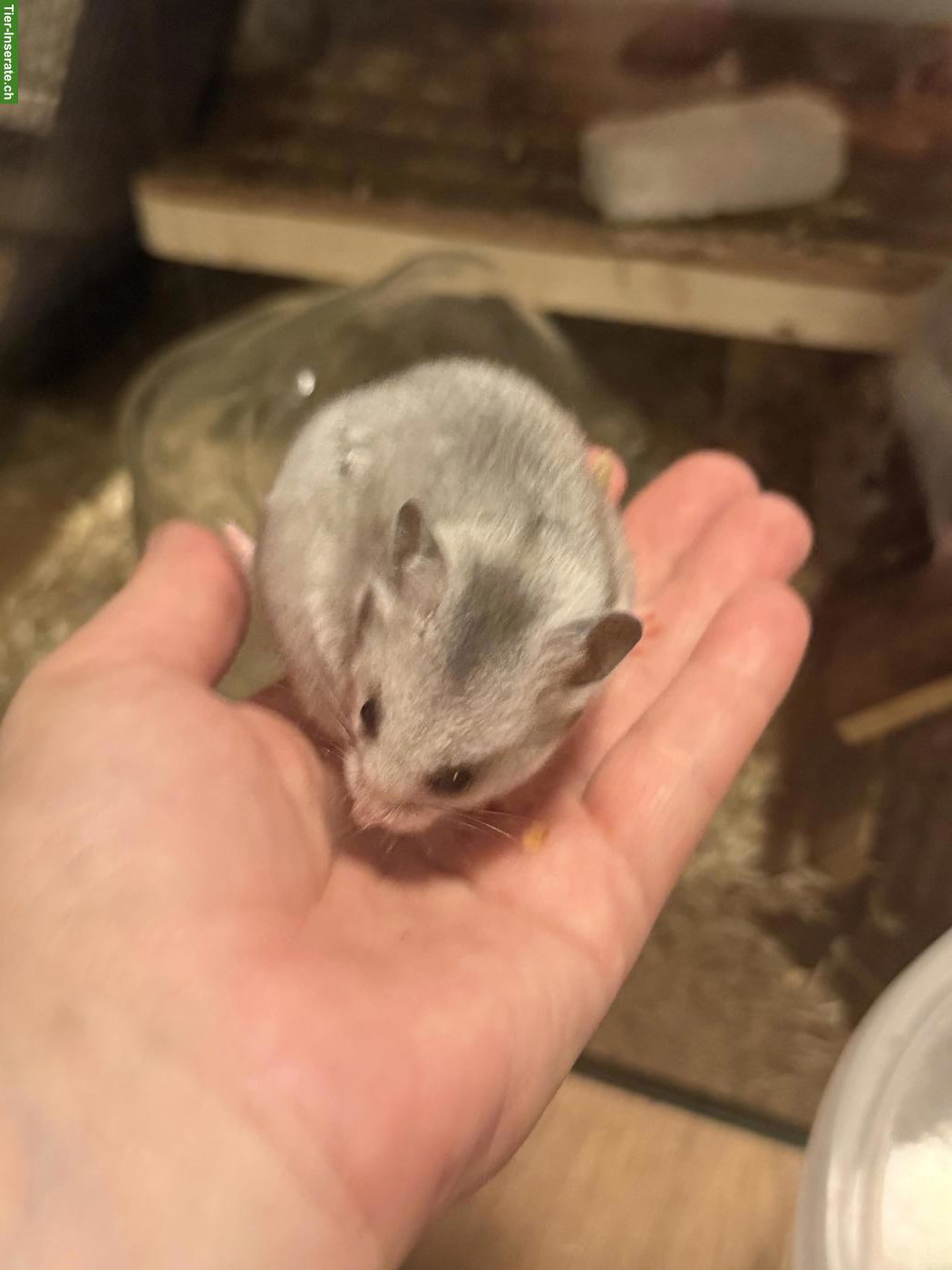 Bild 3: Goldhamster Weibchen sucht artgerechtes Zuhause