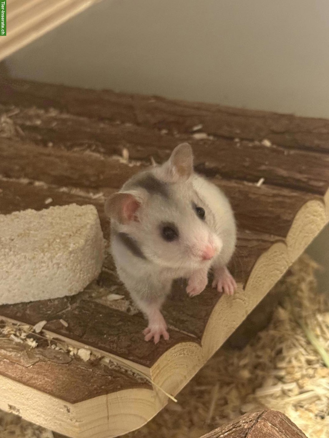 Bild 4: Goldhamster Weibchen sucht artgerechtes Zuhause