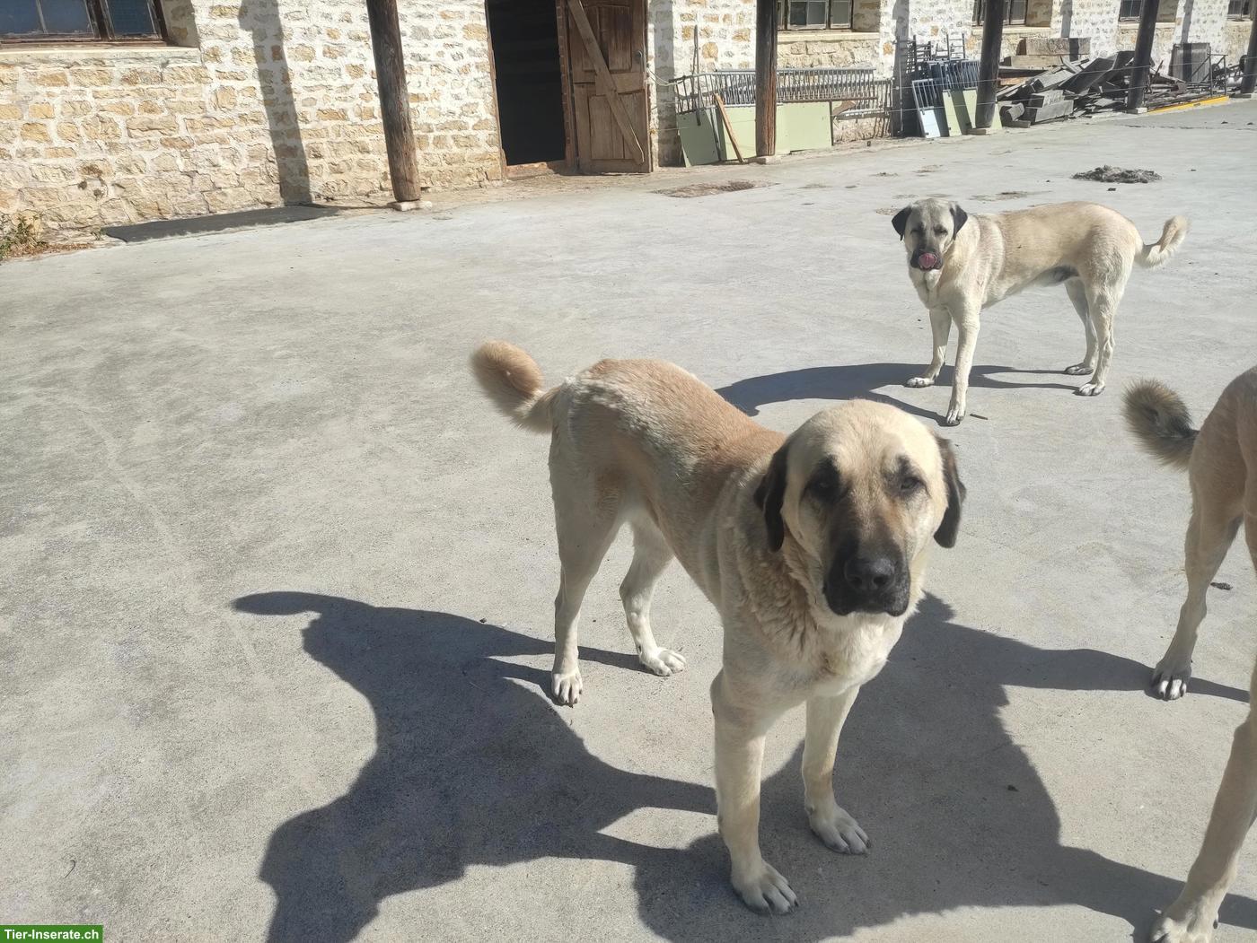 Kangal Herdenschutzhund zu verkaufen