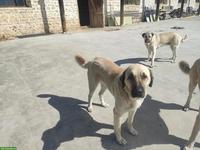 Kangal Herdenschutzhund zu verkaufen