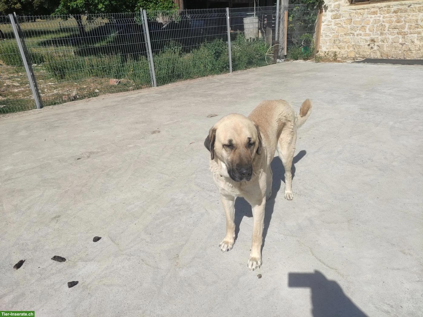 Bild 2: Kangal Herdenschutzhund zu verkaufen
