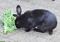 Schwarzes Kaninchen, weiblich, gratis abzugeben
