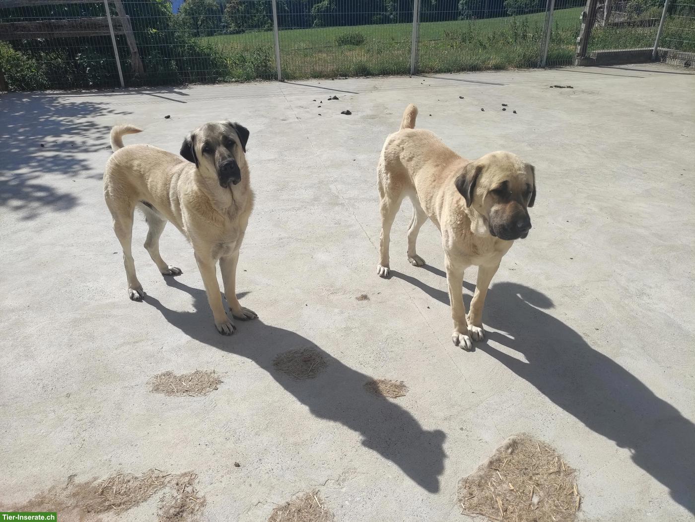 Herdenschutzhund, Kangal Rüde, kastriert zu verkaufen