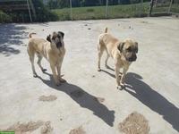 Herdenschutzhund, Kangal Rüde, kastriert zu verkaufen