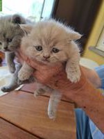 Britisch Kurzhaar Katzenbabys in blau und lilac