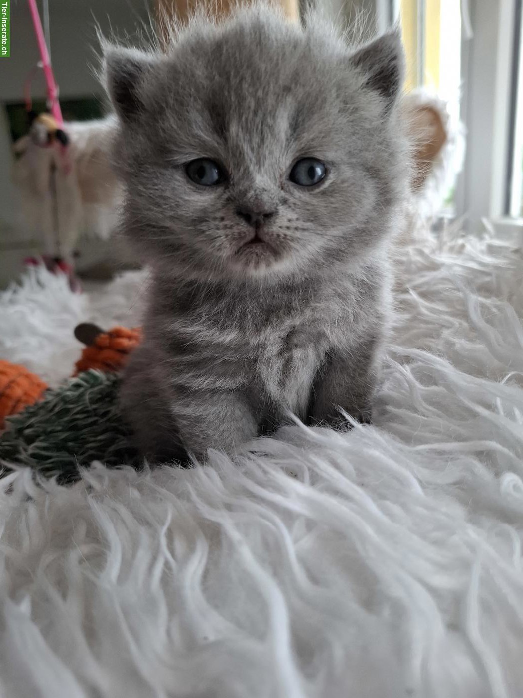 Bild 3: Britisch Kurzhaar Katzenbabys in blau und lilac