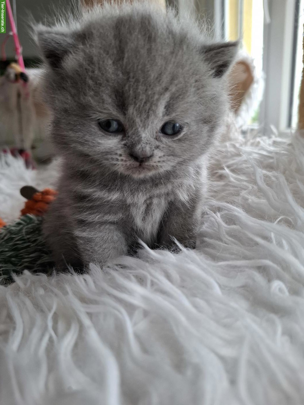 Bild 4: Britisch Kurzhaar Katzenbabys in blau und lilac