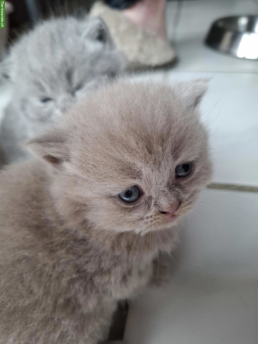 Bild 5: Britisch Kurzhaar Katzenbabys in blau und lilac