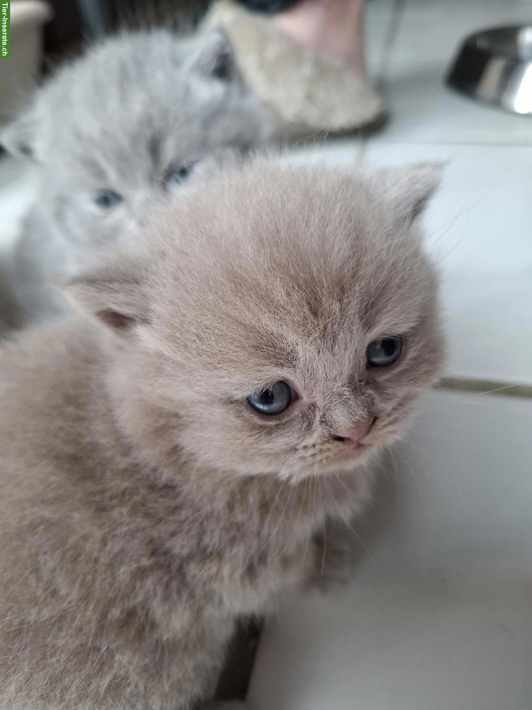 Bild 6: Britisch Kurzhaar Katzenbabys in blau und lilac