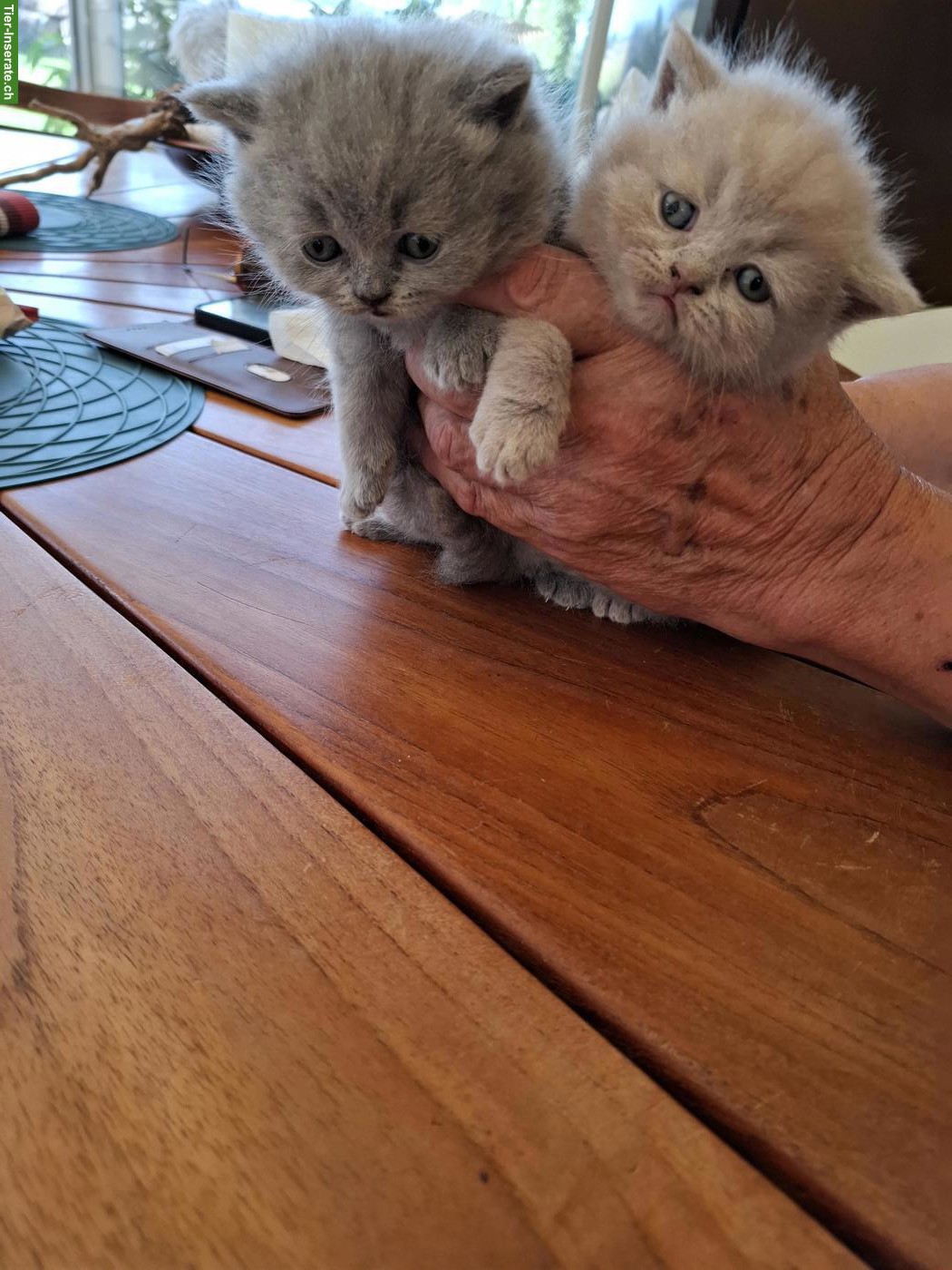 Bild 7: Britisch Kurzhaar Katzenbabys in blau und lilac