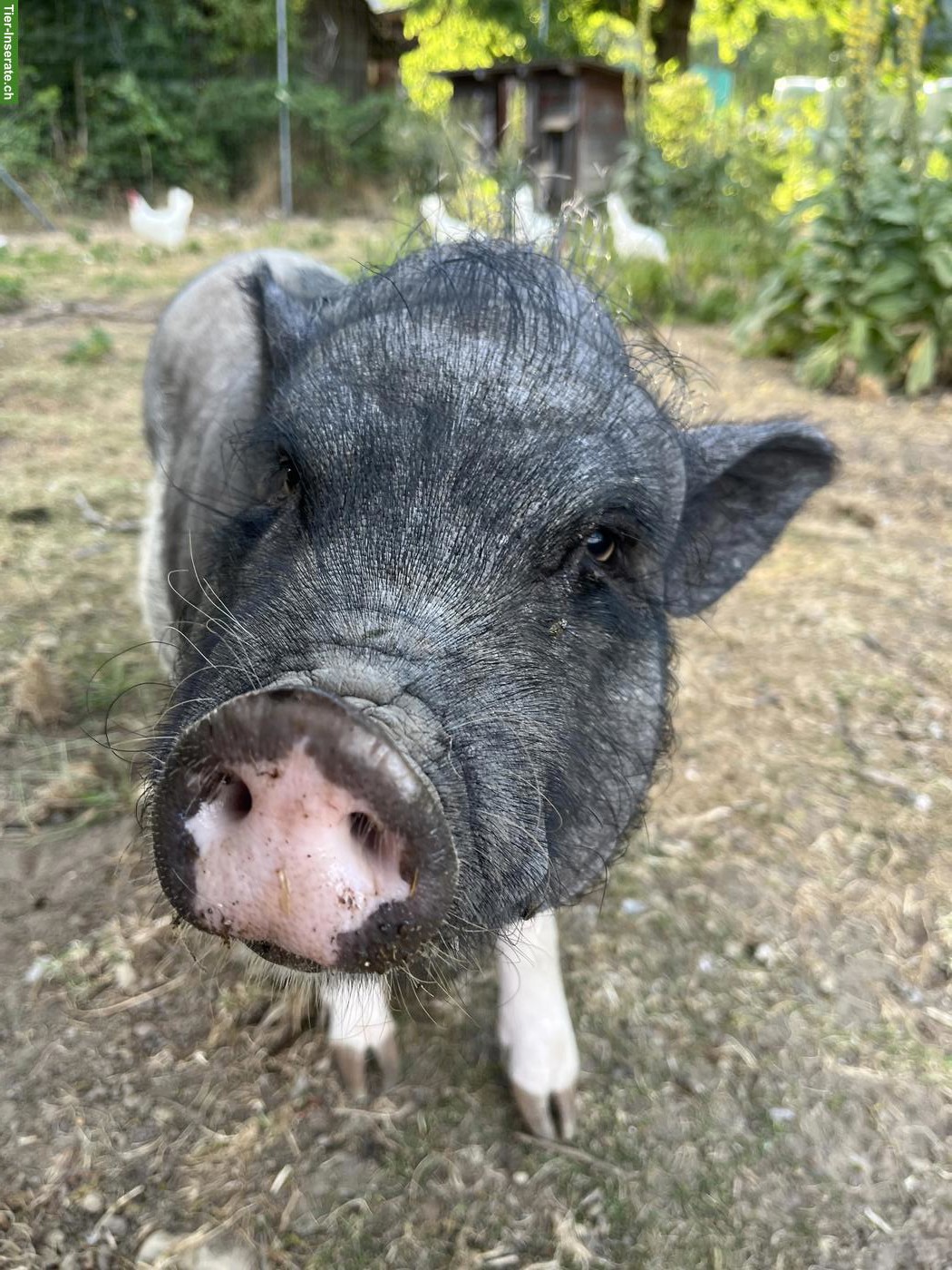 Minipig Lotti, 2-jährig