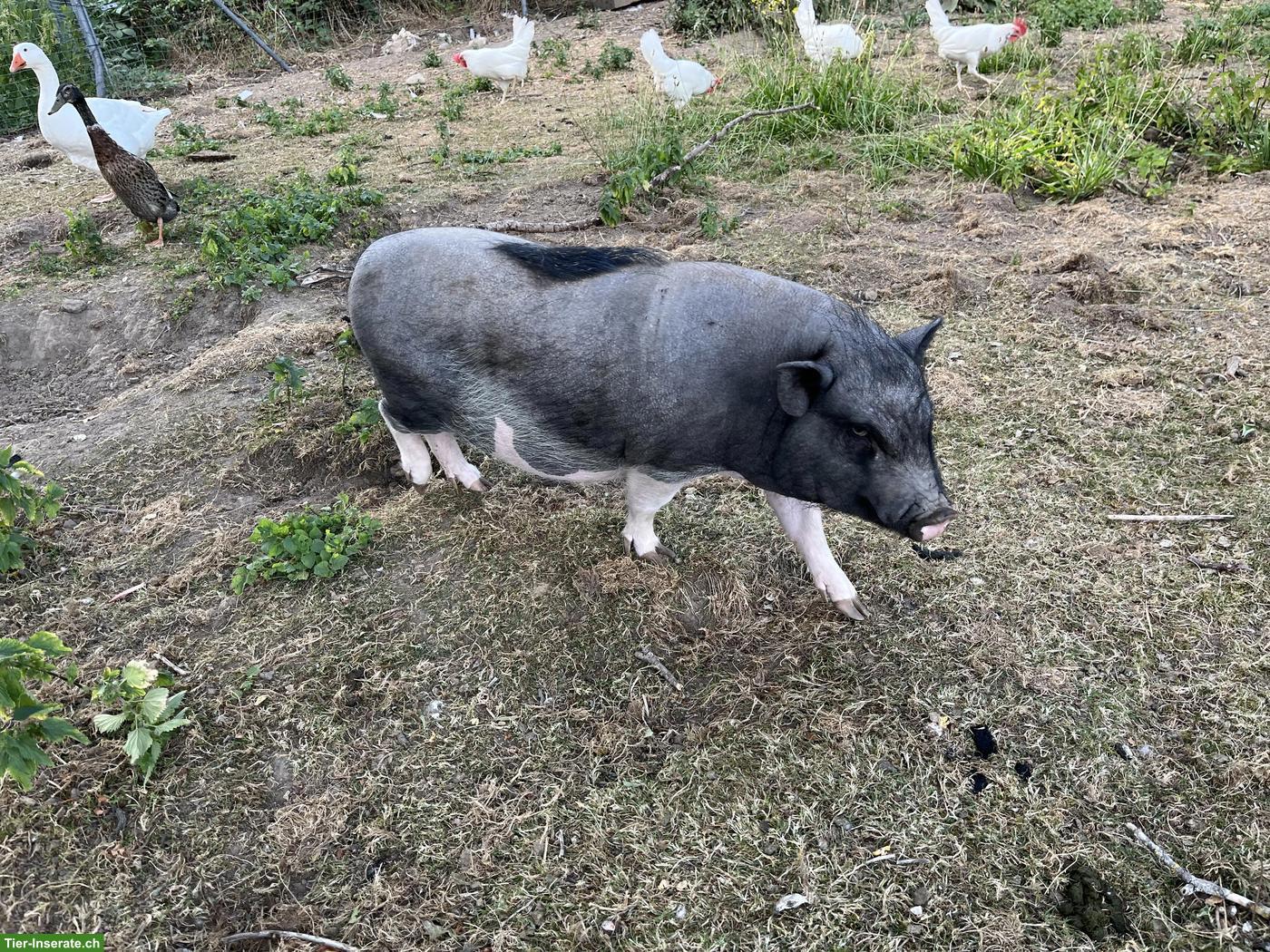 Bild 2: Minipig Lotti, 2-jährig