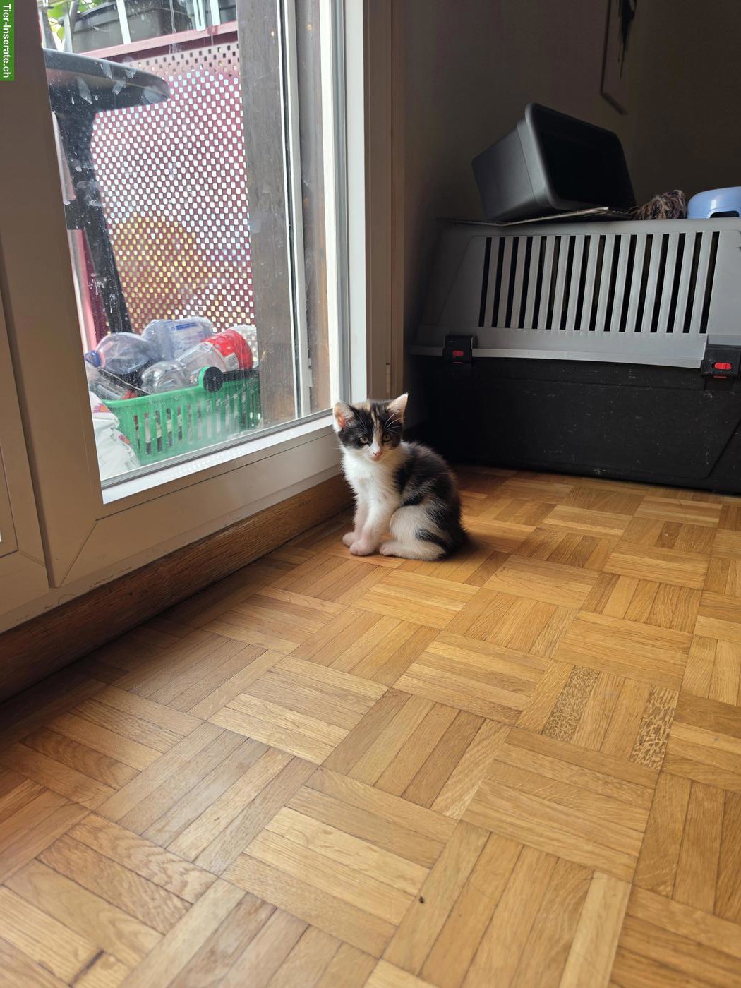 Katzen Mädchen sucht ihr für immer zuhause