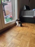 Katzen Mädchen sucht ihr für immer zuhause