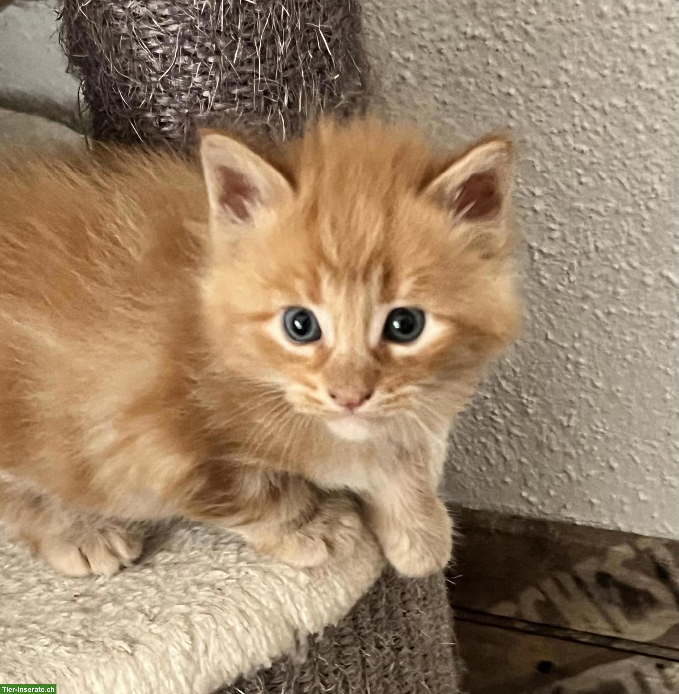 Herzige Maine Coon Mix Kitten suchen wunderschönes Zuhause