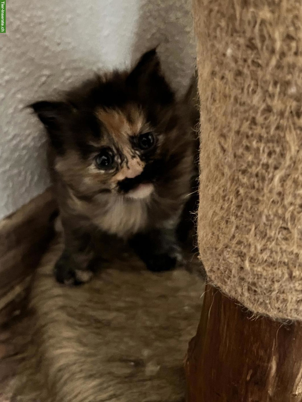 Bild 2: Herzige Maine Coon Mix Kitten suchen wunderschönes Zuhause
