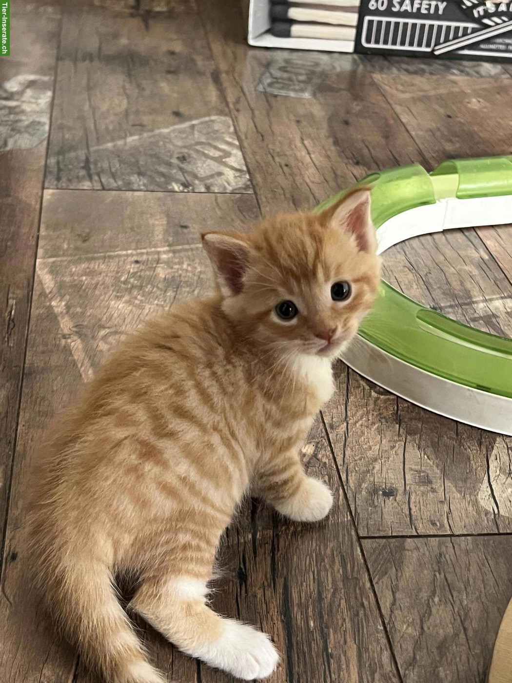 Bild 3: Herzige Maine Coon Mix Kitten suchen wunderschönes Zuhause