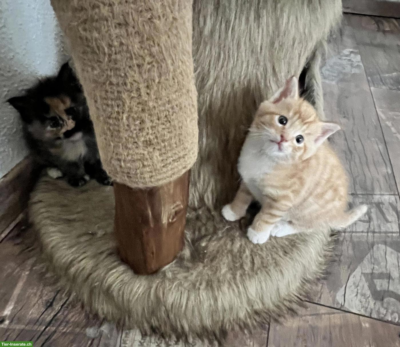 Bild 4: Herzige Maine Coon Mix Kitten suchen wunderschönes Zuhause