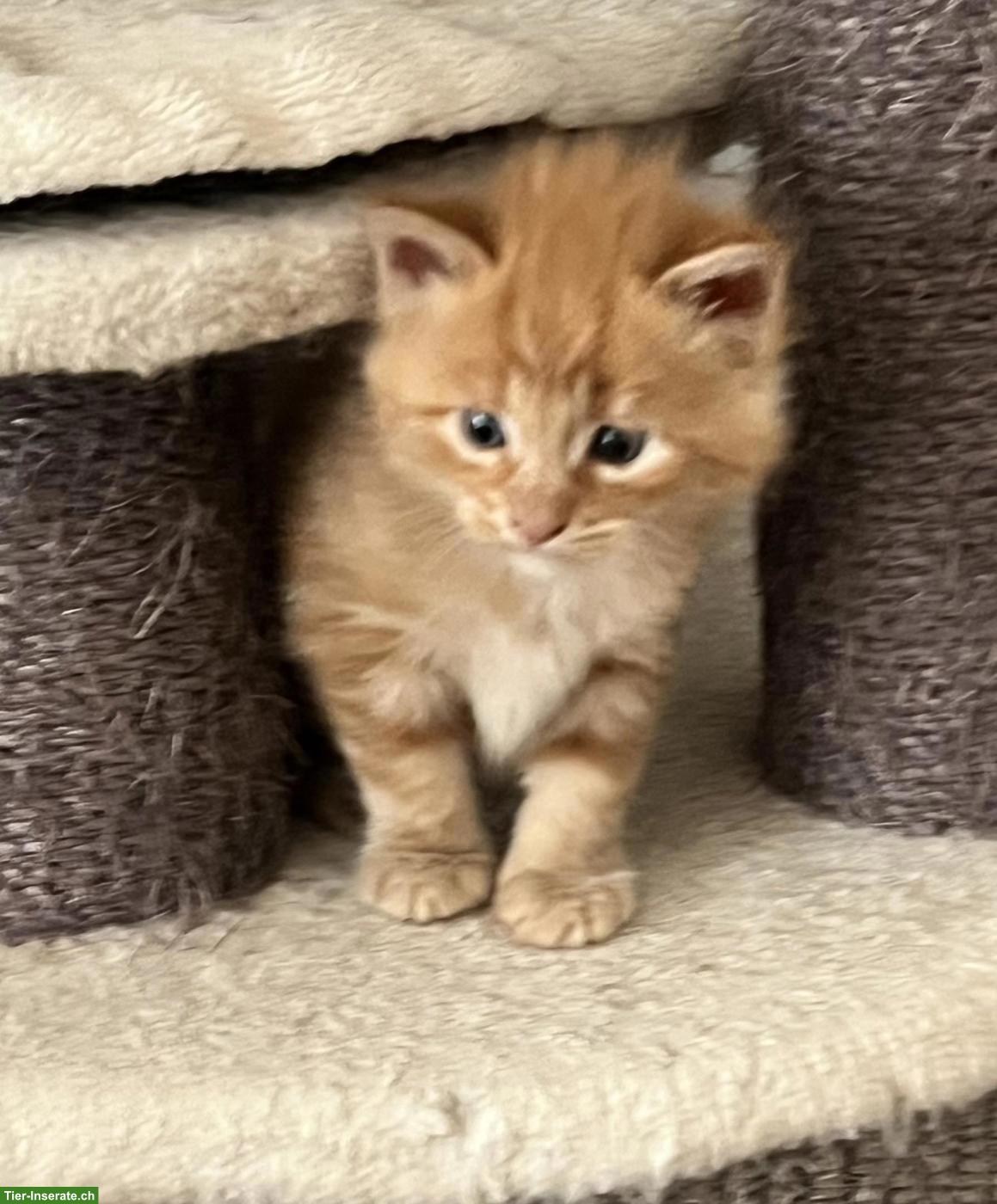 Bild 5: Herzige Maine Coon Mix Kitten suchen wunderschönes Zuhause