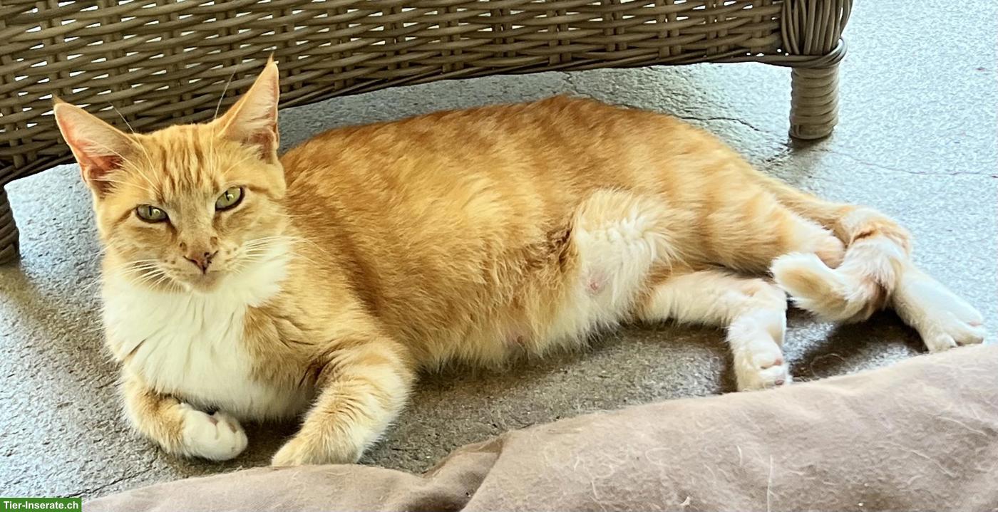 Bild 6: Herzige Maine Coon Mix Kitten suchen wunderschönes Zuhause