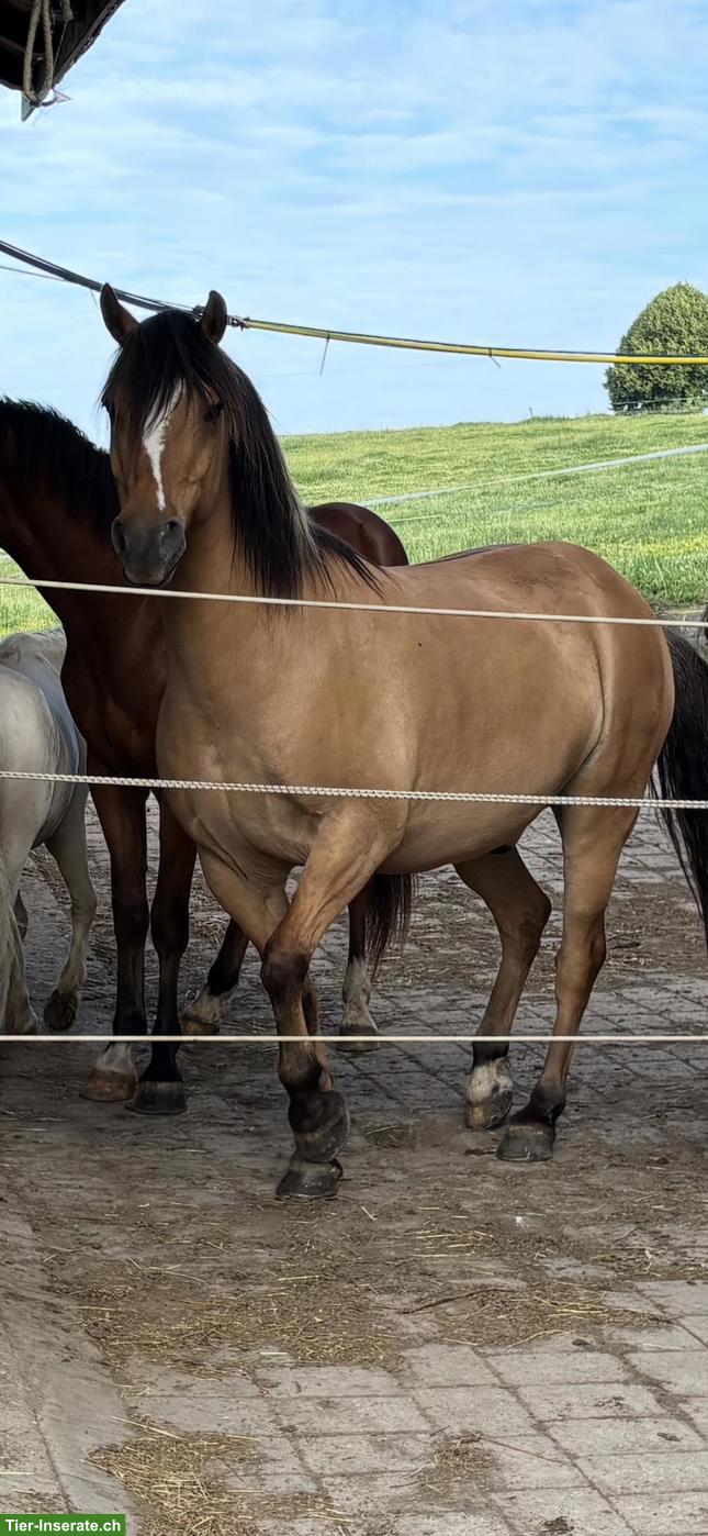 Fjord x Deutsches Reitpony, 8-jähriger Wallach