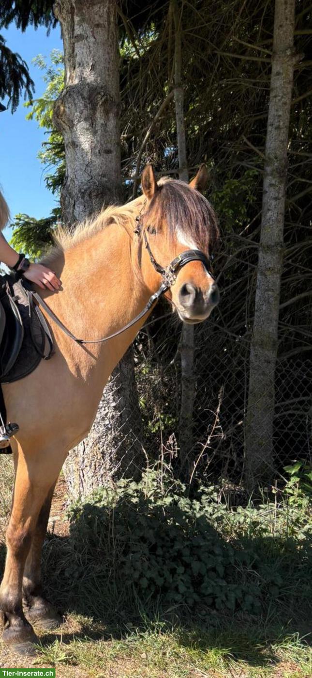 Bild 2: Fjord x Deutsches Reitpony, 8-jähriger Wallach