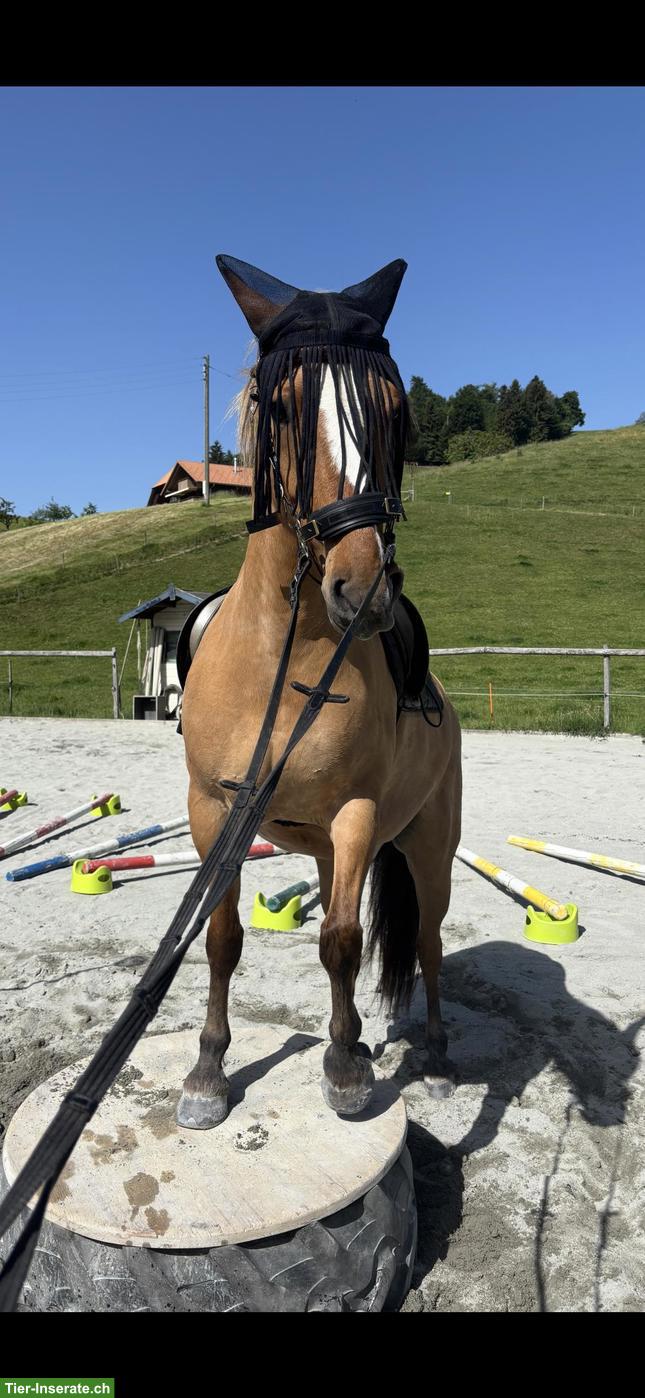 Bild 3: Fjord x Deutsches Reitpony, 8-jähriger Wallach