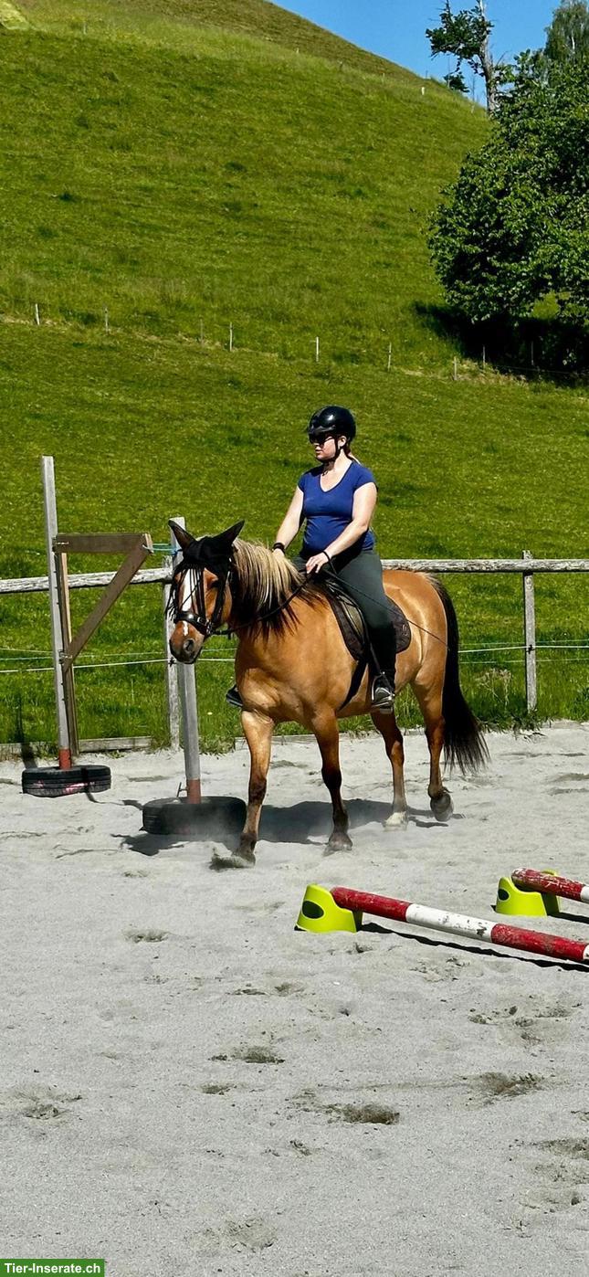 Bild 4: Fjord x Deutsches Reitpony, 8-jähriger Wallach