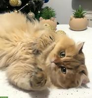 Highland Straight Deckkater mit Stammbaum sucht Katze