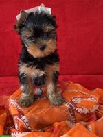 Wunderschöne Yorkshire Terrier Hündin sucht liebevolles Zuhause ❤️