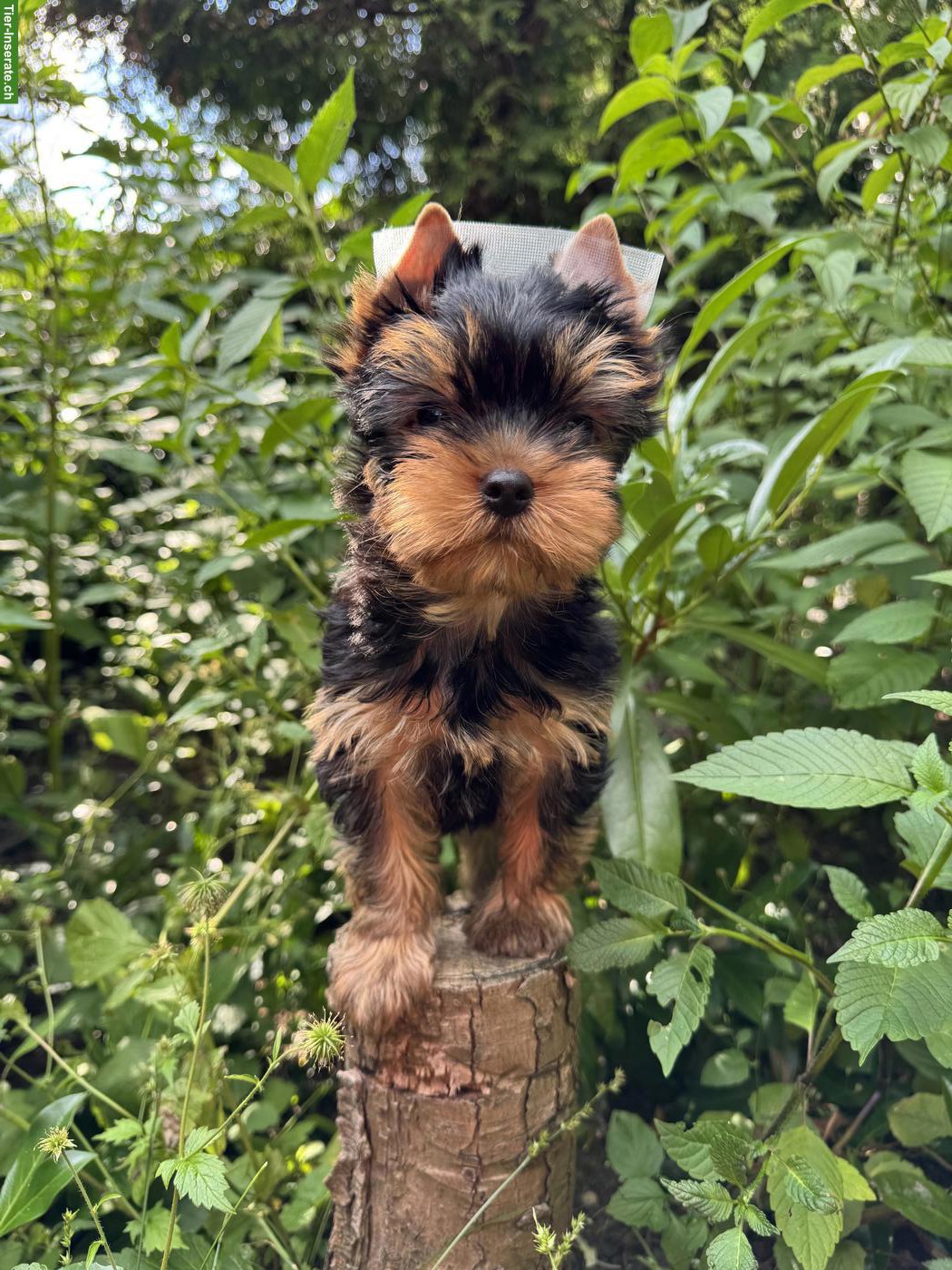 Bild 3: Wunderschöne Yorkshire Terrier Hündin sucht liebevolles Zuhause ❤️