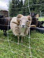 Weisser Ouessant Zuchtschafbock zu verkaufen