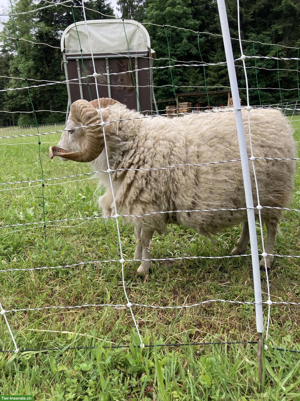 Bild 2: Weisser Ouessant Zuchtschafbock zu verkaufen