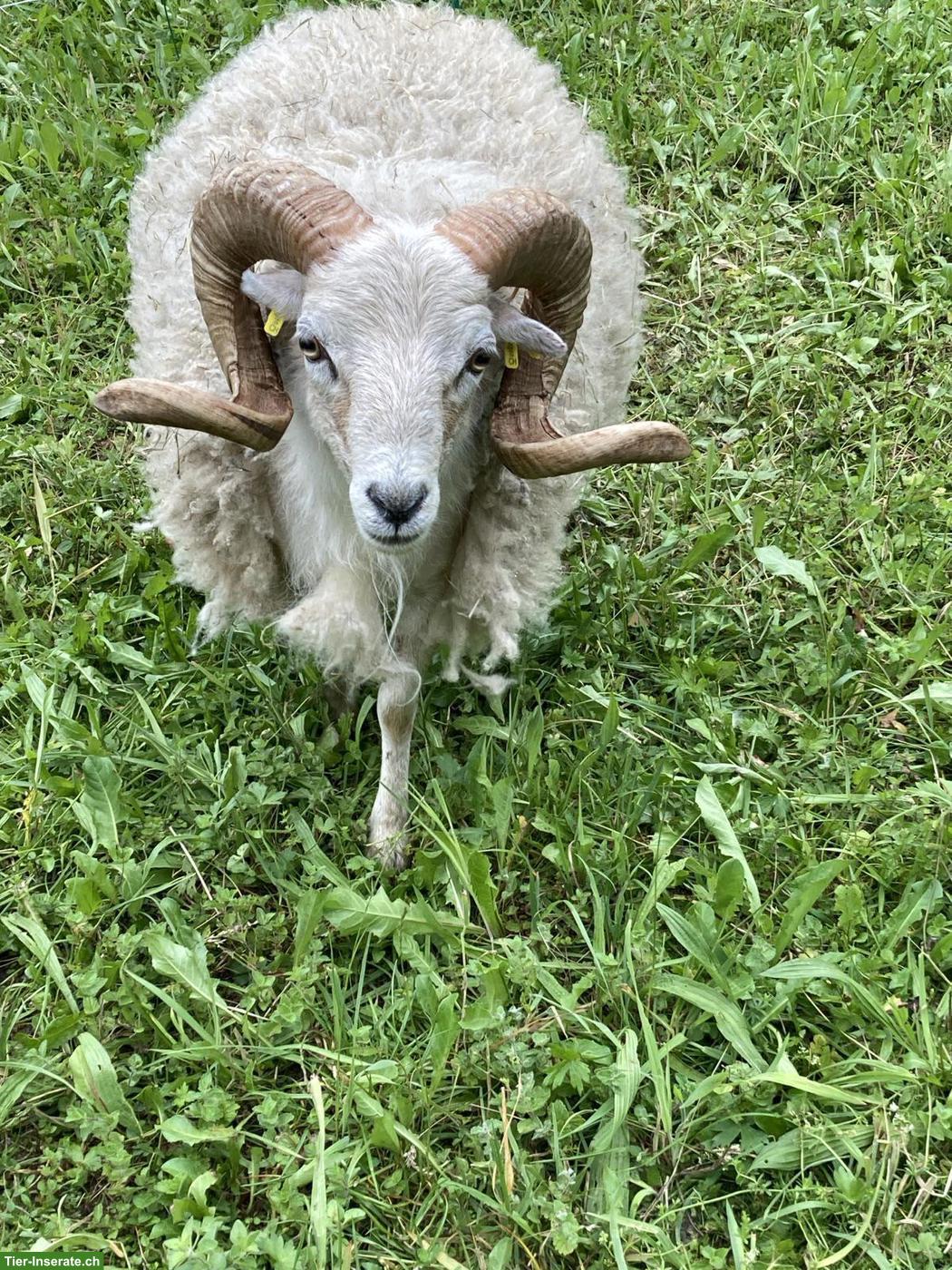 Bild 3: Weisser Ouessant Zuchtschafbock zu verkaufen