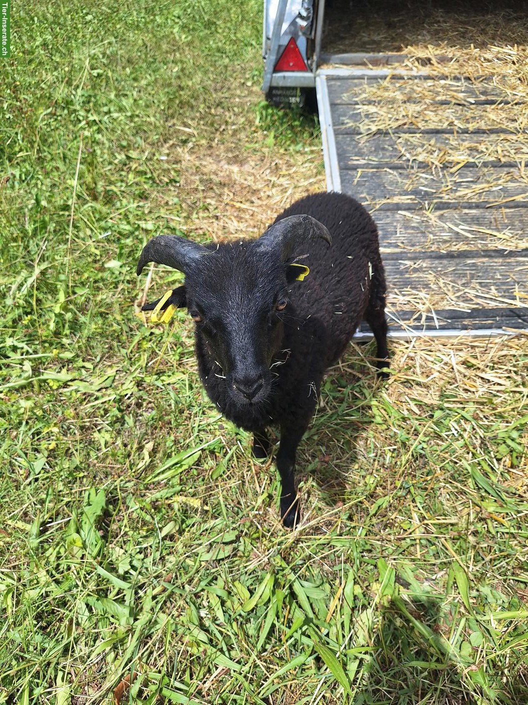 2 junge Ouessant Bocklämmer, schwarz