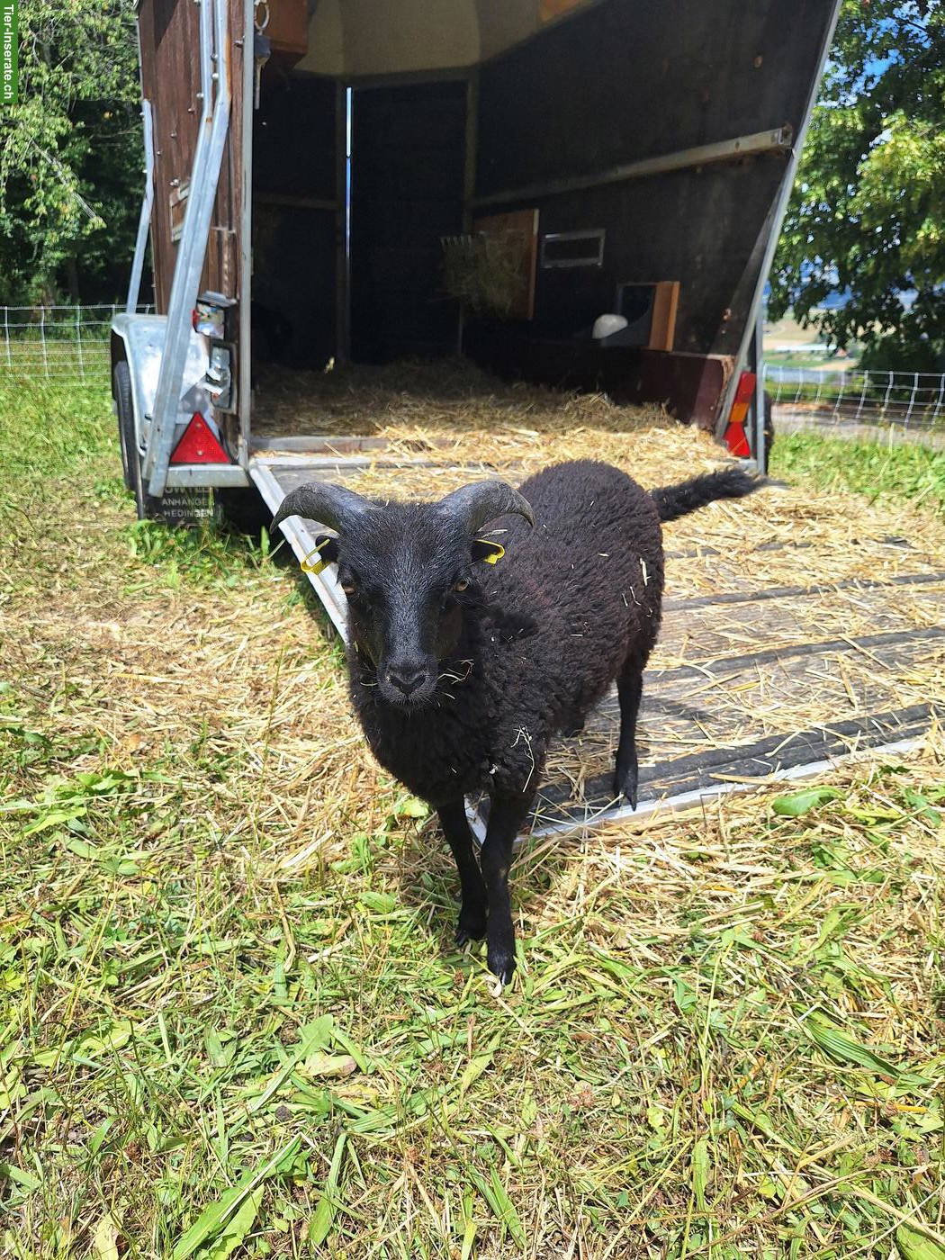 Bild 2: 2 junge Ouessant Bocklämmer, schwarz