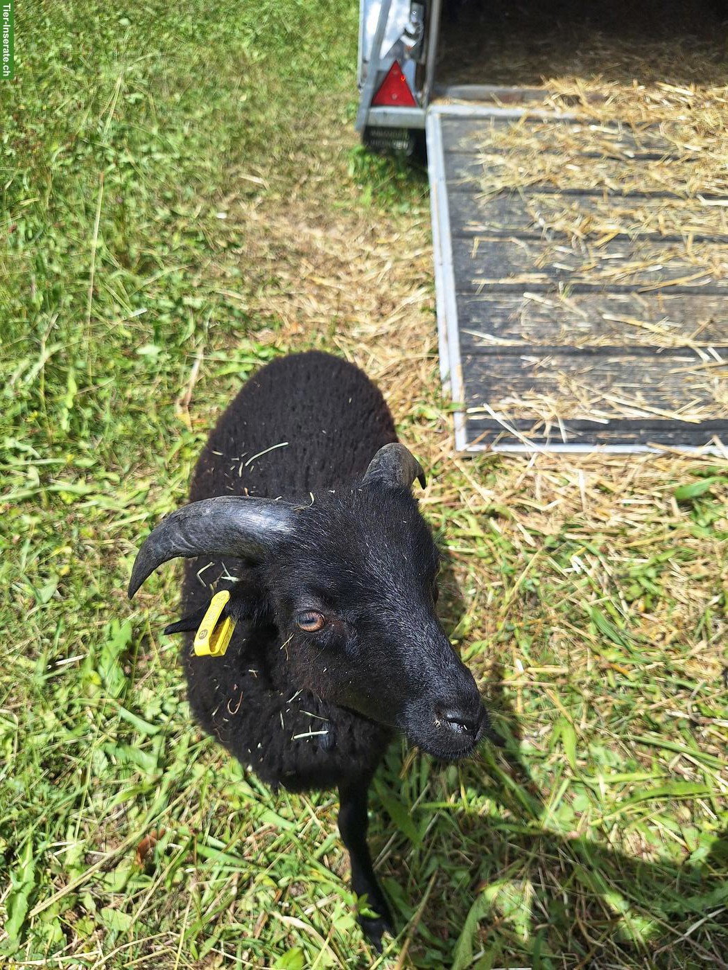 Bild 3: 2 junge Ouessant Bocklämmer, schwarz