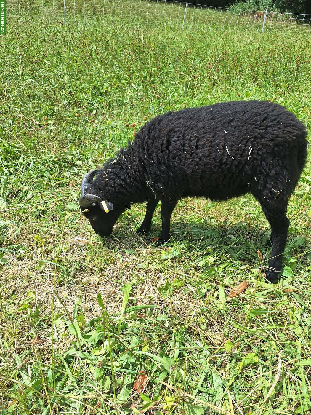 Bild 4: 2 junge Ouessant Bocklämmer, schwarz