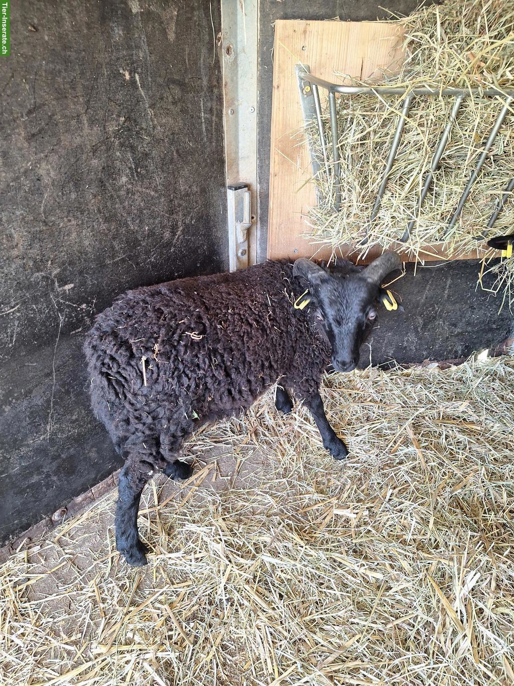 Bild 6: 2 junge Ouessant Bocklämmer, schwarz